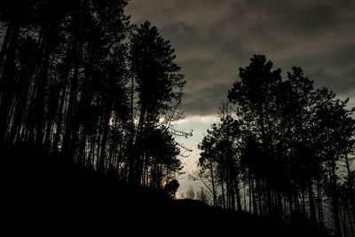 Low angle view of silhouette trees against sky