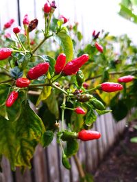 Close-up of red berries growing on tree