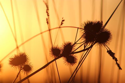 Close-up of wilted plant against orange sky