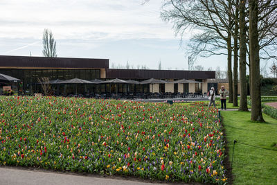 Flowers growing on field by building against sky