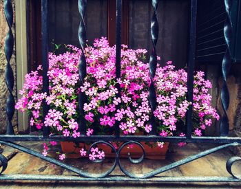 Close-up of pink flowers