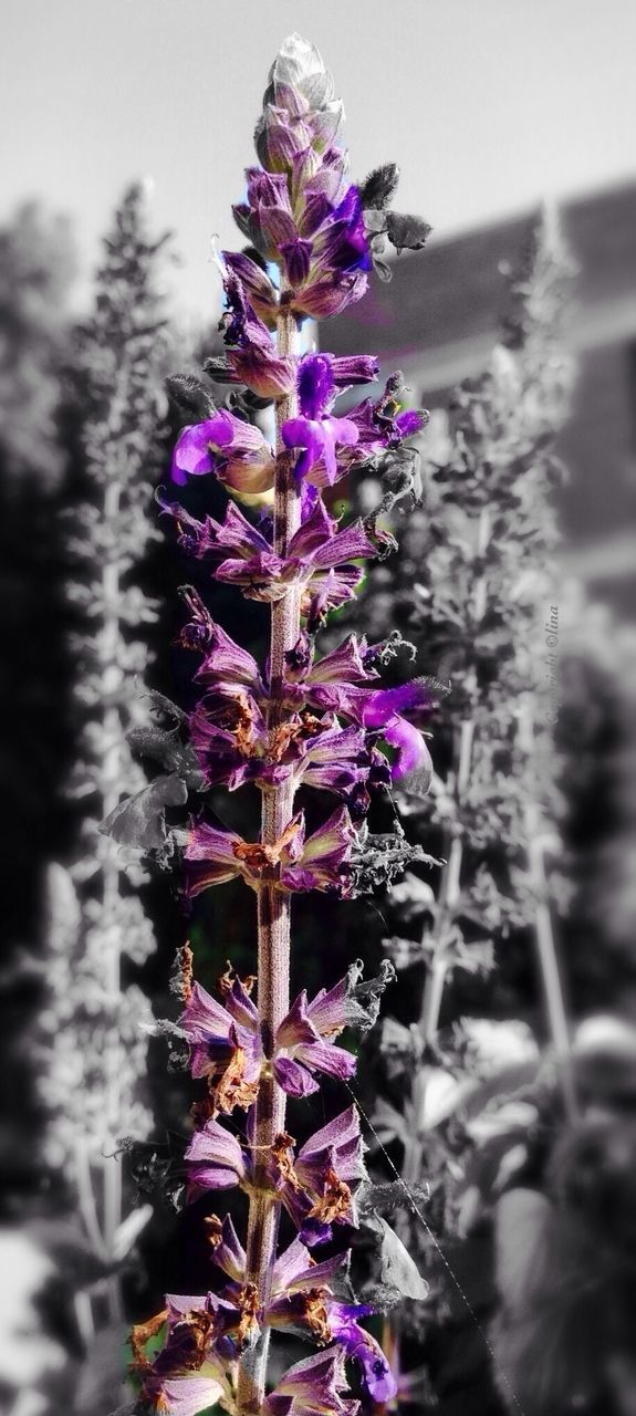 flower, purple, freshness, fragility, focus on foreground, growth, plant, beauty in nature, close-up, petal, nature, blooming, in bloom, stem, flower head, pink color, day, outdoors, selective focus, no people