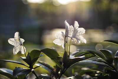 Close-up of white flowering plant