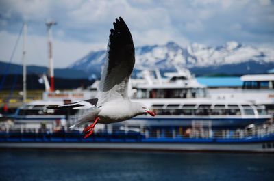 Seagull flying over water