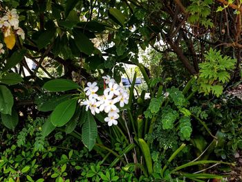 Close-up of white flowering plant