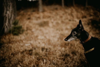 Greyhound sighthound on a dog walk in the countryside in autumn / winter