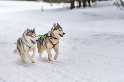 Dogs running on snow covered land