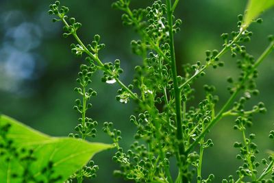 Close-up of wet plant