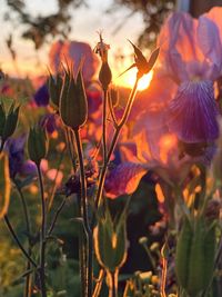 Close-up of flowering plants on field