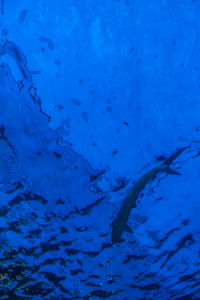 Close-up of fish swimming in sea