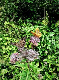 High angle view of butterfly on purple flower