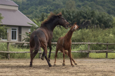 Horses in the field