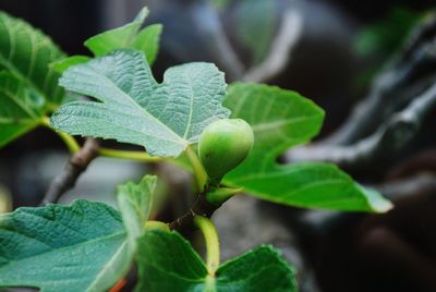 Close-up of green leaves