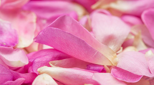 Close-up of pink rose