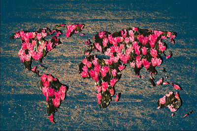 High angle view of pink roses on table