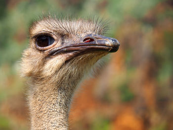 Portrait of a cute ostrich
