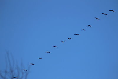Low angle view of birds flying in sky