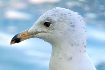 Close-up portrait of seagull