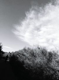 Low angle view of trees against sky