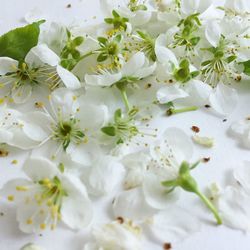 Close-up of white flowers