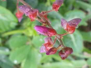 Close-up of red flower