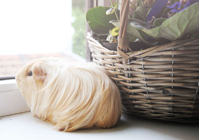 Close-up of guinea pig looking through window by wicker basket