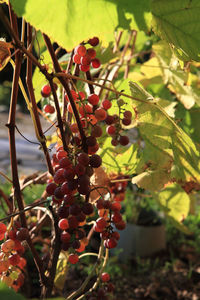 Close-up of red berries growing on tree