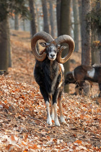 The moufflons, wild animals with huge horns in the nature habitat. ovis orientalis.
