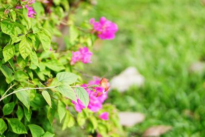 Close-up of butterfly pollinating on pink flowering plant