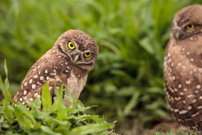 Funny burrowing owl athene cunicularia tilts its head outside its burrow on marco island, florida