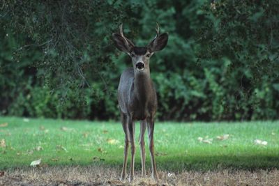 Portrait of deer standing on field