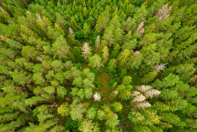 Directly above aerial drone full frame shot of green pine forest with beautiful texture