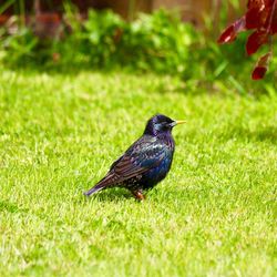 Close-up of bird perching on grass