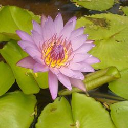 Close-up of lotus water lily in pond