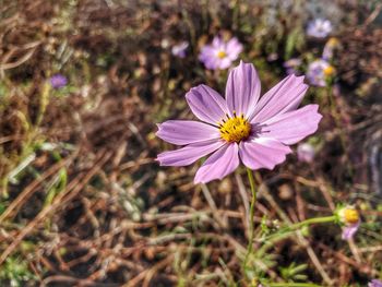 Close-up of pink cosmos flower on field