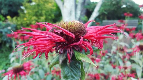 Close-up of red flowers