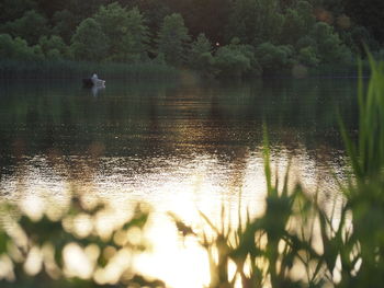 View of birds in lake