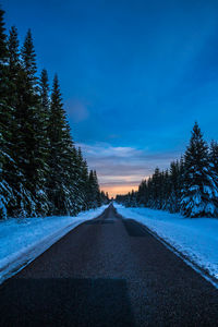 Sunset at pine forest at vrads sande, denmark