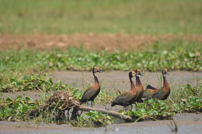 Close-up of birds on field