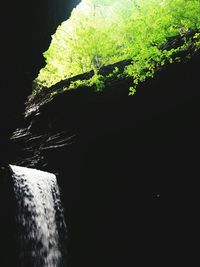 Trees at night