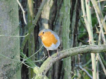 Close-up of bird perching on branch