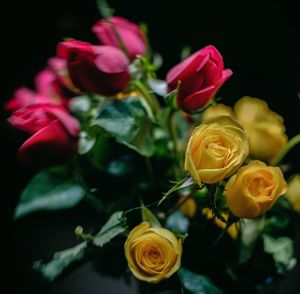 Close-up of flowers against blurred background