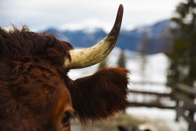 Close-up of a horse