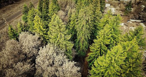 High angle view of pine tree in forest