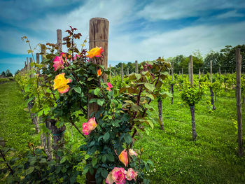 Flowering plants on field against sky