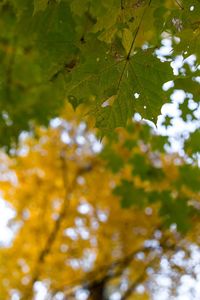 Close-up low angle view of leaves