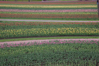 View of flowering plants on field