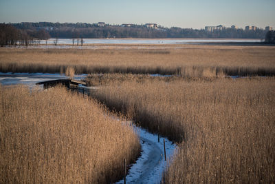 Snow covered pathway amidst reed against lake