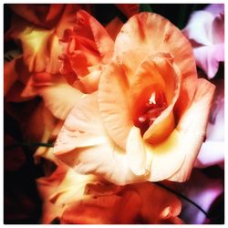 Close-up of roses blooming outdoors