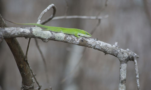 Close-up of lizard on tree branch